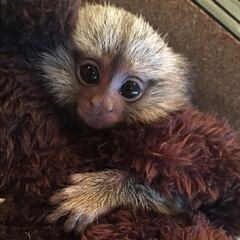 Anthony Davis tiene un contrato de 145 millones... y un tití