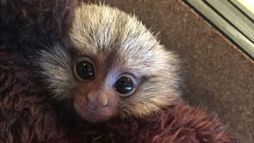 Anthony Davis tiene un contrato de 145 millones... y un tití