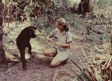 Jane Goodall aparece en el especial de televisión "Miss Goodall y el mundo de los chimpancés", emitido originalmente por CBS el miércoles 22 de diciembre de 1965.