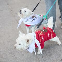 Las horas del día a las que no deberías sacar a tu perro a pasear en verano