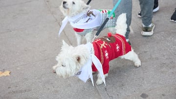 La San Perrestre 2023 se celebra con el objetivo de luchar contra el abandono y el maltrato de animales gracias al dinero recaudado con las inscripciones. La San Perrestre consiste en un tour por el centro hist¨®rico de Madrid al que asisten los participantes y sus perros. Adem¨¢s, se dan las ¡®can panadas¡¯, en las que las mascotas comen 12 bolas de pienso.