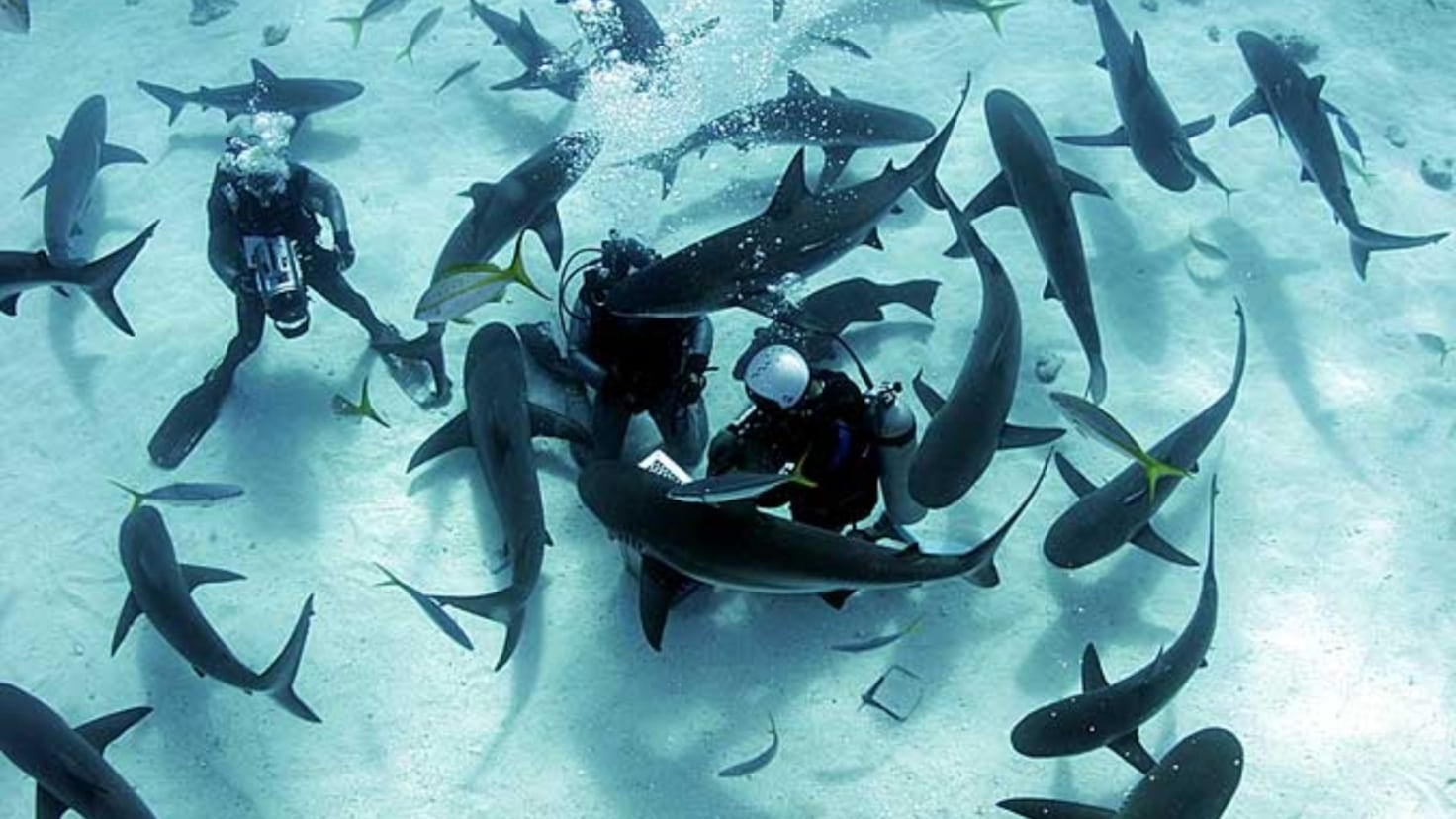 Holy cow! unexpected deep-sea predator comes to dine on unusual bait