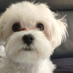 Las razas de perro que no sueltan pelo: ¿cuáles son los que provocan menos alergia?