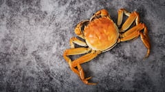 Danger of animal invasion in New York, is the risk of plague real?