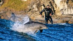 Un surfista mirando a un delf&iacute;n nariz de botella que surfea una ola. 