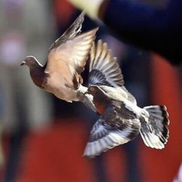 No, no es un balón lanzado por Peyton Manning, planeando plácidamente por el aire. Son palomas.