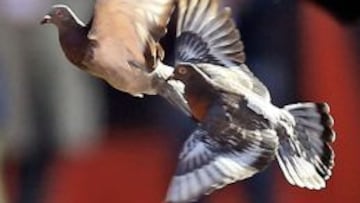 No, no es un balón lanzado por Peyton Manning, planeando plácidamente por el aire. Son palomas.