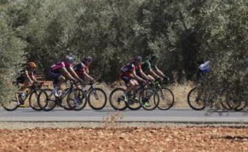 El pelotón durante la quinta etapa de La Vuelta Ciclista a España 2014 en su 69 edición, de 183,3 kilómetros, que ha comenzado en el municipio cordobés de Priego de Córdoba y termina en la localidad malagueña de Ronda. 
