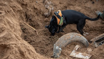 Atención al video viral del momento en el que perros perciben sismo antes que ocurra en Turquía