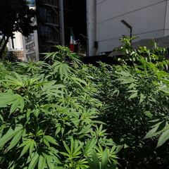 ¿Cómo solicitar un permiso para el uso lúdico de la marihuana?