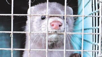 Imagen de archivo de un visón americano en una jaula. Foto: WWF / E.press