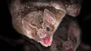 El rubivirus, otro virus que pudo saltar de animales a humanos