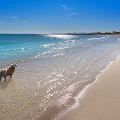 Migrante paseaba a su perro por una playa de Florida cuando fue arrestada: ahora podría ser deportada