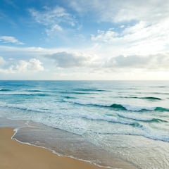 No se esperaban encontrar este animal en esta popular playa: activan la búsqueda y captura al acto