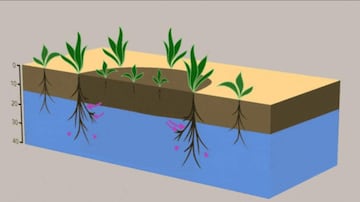 Representación esquemática del crecimiento de las plantas y la distribución del agua del suelo en las primeras semanas tras la lluvia