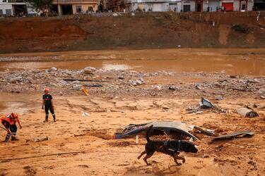 Un perro busca cuerpos sin vida cerca de un coche destrozado en Paiporta, Valencia. 