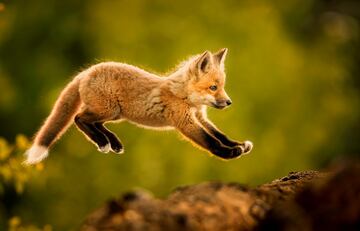 El zorro com¨²n o zorro rojo (Vulpes vulpes), tambi¨¦n llamado raposo o raboso. Esta cr¨ªa est¨¢ aprendiendo sus primeros movimientos a trav¨¦s del juego mediante saltos cerca de su madriguera. As¨ª aprende a cazar sigilosamente a sus presas cuando sea adulto.