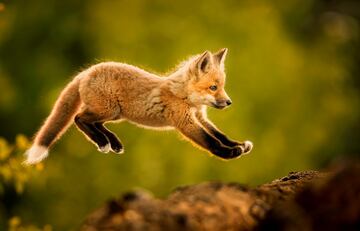 El zorro comn o zorro rojo (Vulpes vulpes), tambin llamado raposo o raboso. Esta cra est aprendiendo sus primeros movimientos a travs del juego mediante saltos cerca de su madriguera. As aprende a cazar sigilosamente a sus presas cuando sea adulto.