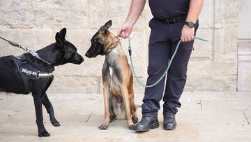 Dos perros se miran en la clausura de los encuentros de Unidades Caninas de Policías Locales y de Unidades Caninas de Rescate de Bomberos, a 26 de octubre de 2022, en Valencia, Comunidad Valenciana (España). La Unidad Canina de Rescate (UCR) del Departamento de Bomberos del Ayuntamiento de València ha participado en más de un centenar de intervenciones en los últimos seis años, desde desapariciones, de menores hasta ancianos con Alzheimer o derrumbes de edificaciones.
26 OCTUBRE 2022;VALENCIA;CLAUSURA UNIDADES CANINAS;POLICÍAS LOCALES
Jorge Gil / Europa Press
26/10/2022