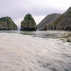 Surfistas intoxicados y animales muertos: catástrofe ecológica en Kamchatka