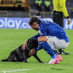 Sanción para Millonarios por la invasión de campo de un perro