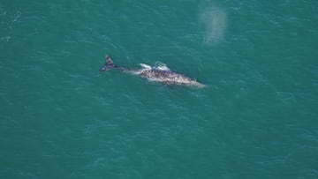 Una ballena perdida durante 200 años reaparece en el Atlántico