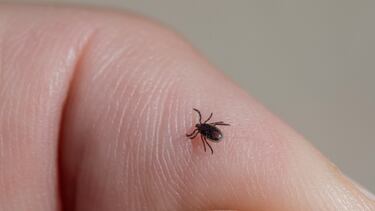 Adiós a las picaduras: el truco definitivo para mantener a raya las garrapatas este verano