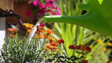Un experto en plantas revela el truco para mantenerlas en perfecto estado durante tus vacaciones: ¡°Un hilo y lo vamos a atar a la piedra¡±