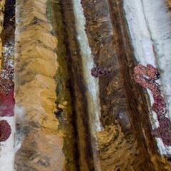 La descomposición de visones con COVID-19 en Dinamarca puede contaminar las aguas