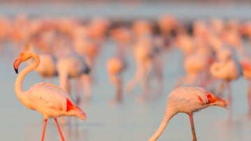 La gente se ha sorprendido gratamente al ver algo que normalmente sólo se ve en los zoológicos de Estados Unidos: Flamencos vadeando aguas tan al norte como Ohio.