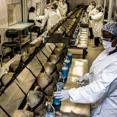 Qué son los cangrejos de sangre azul y cómo pueden ayudar en la vacuna del coronavirus