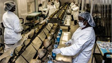 Qué son los cangrejos de sangre azul y cómo pueden ayudar en la vacuna del coronavirus