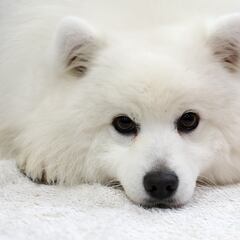 You don’t have to talk to your dog like a baby: Science says they still get you