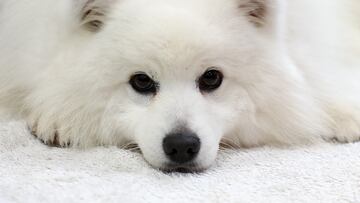 Dogs are “all ears” when people are speaking