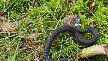 Aviso si tienes este agujero en tu jardín: puede ser un nido de serpiente