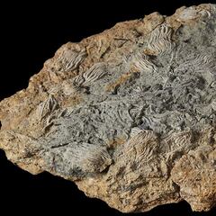 Encuentran un tesoro arqueológico en una región de Inglaterra