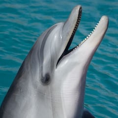 Aviso a los bañistas en Galicia: prohibido jugar con el delfín Manoliño