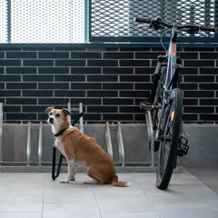 El tiempo máximo que puedes dejar sólo a un perro en casa con la nueva Ley de Bienestar Animal