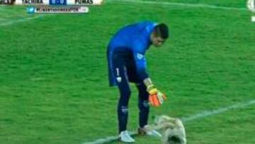 Un perro quiso jugar el Táchira-Pumas de la Libertadores