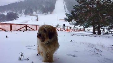 El perro mascota de la estación de esquí Punto de Nieve Santa Inés, en Soria (España) frente a la pista de esquí principal del centro, nevada.