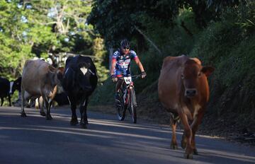 El ciclista estadounidense Rolando Díaz se cruza con un grupo de vacas a su paso por la localidad de Terramall. 