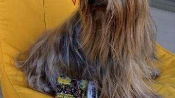 El San Roque, el primer equipo que hace socio a un perro