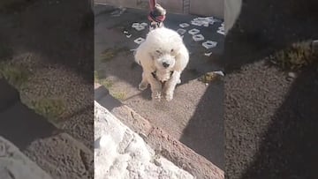Vídeo: Perro se hace viral al rescatar su pelota colgado desde un arnés