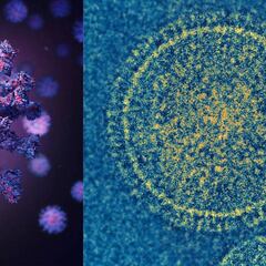 ¿Cuál es la diferencia entre el virus VSR y la variante perro del infierno?