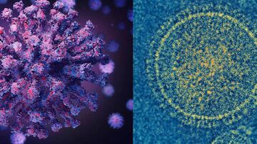 ¿Cuál es la diferencia entre el virus VSR y la variante perro del infierno?