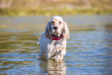Los setters ingleses son perros de car¨¢cter amable y amistoso que se llevan bien con los ni?os y tienen un buen nivel de tolerancia, aunque es recomendable no aprovecharse.