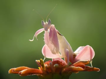 Mantis Orquídea.