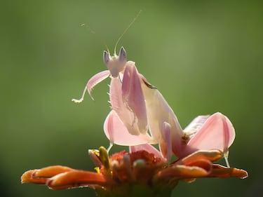 Sentir los colores en la naturaleza