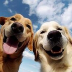 Las mejores frases e ideas para celebrar el Día Mundial del Perro este 21 de julio del 2025