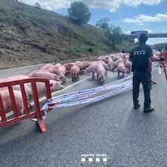 Un camión lleno de cerdos vuelca en la AP-7 y los animales toman la carretera